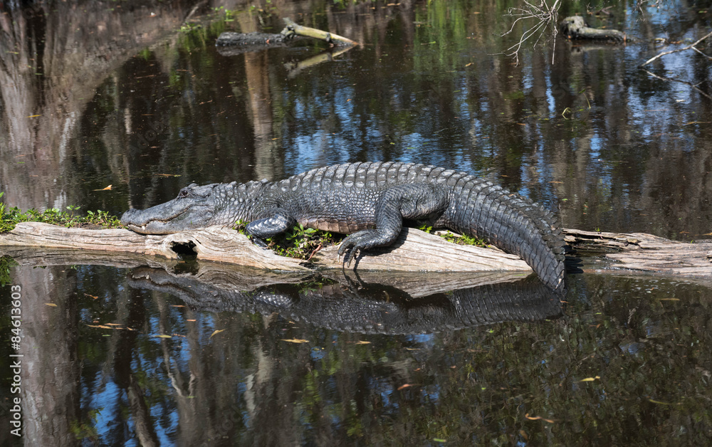 Obraz premium Alligator lying in the middle of the swamp