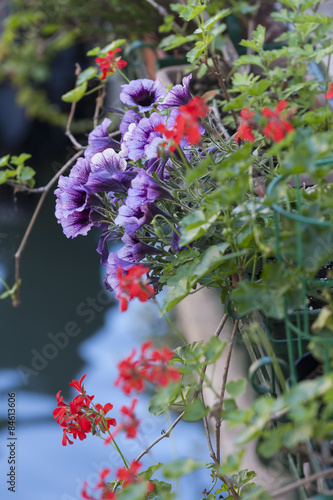 Fototapeta Naklejka Na Ścianę i Meble -  flower in the garden