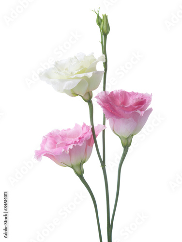Three flowers isolated on white. eustoma