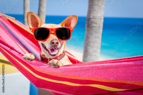 dog summer hammock © Javier brosch
