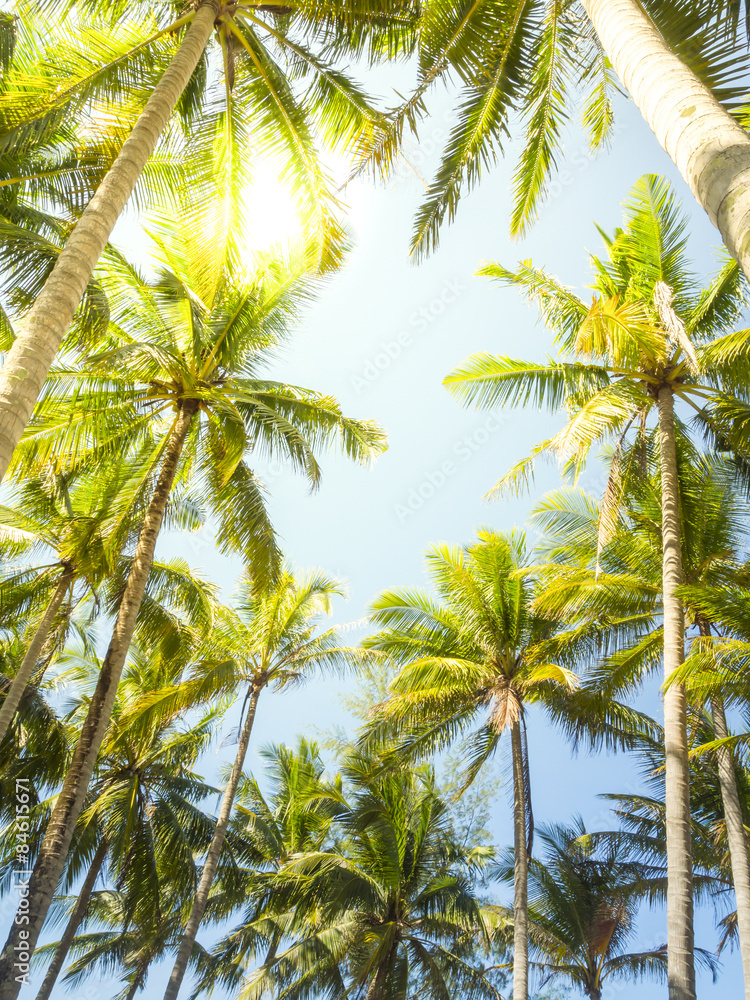 Fototapeta premium Coconut tree