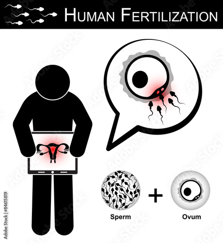 Human Fertilization ( sperm cells race to fertilize with ovum )