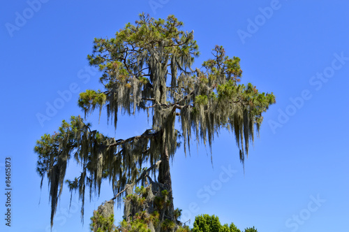 Fényképezés Swamp cypress with spanish moss growing on it