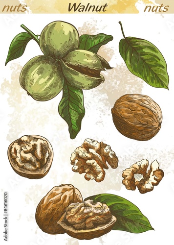 walnut color