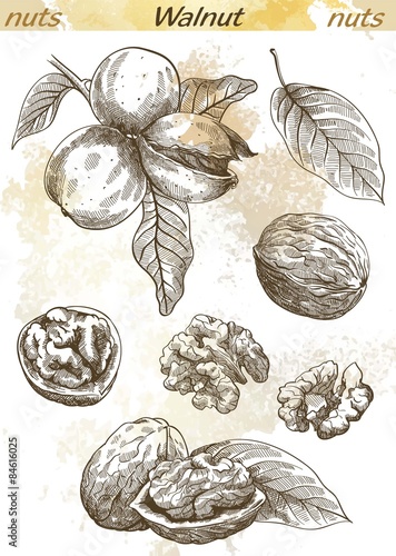 walnut
