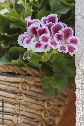 Fototapeta Naklejka Na Ścianę i Meble -  geranium in the vase
