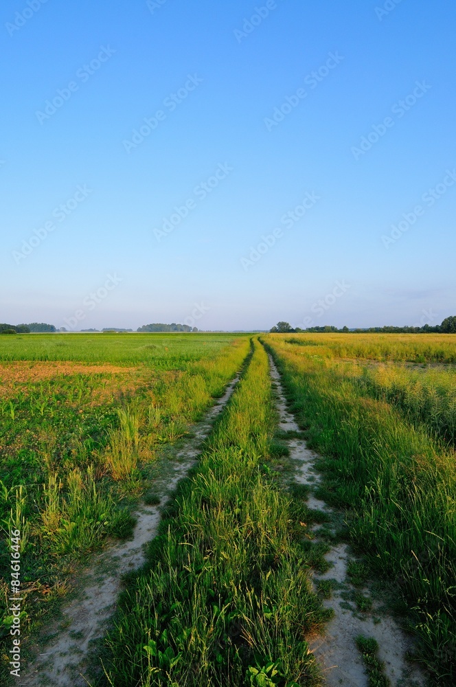 Rural road through the field