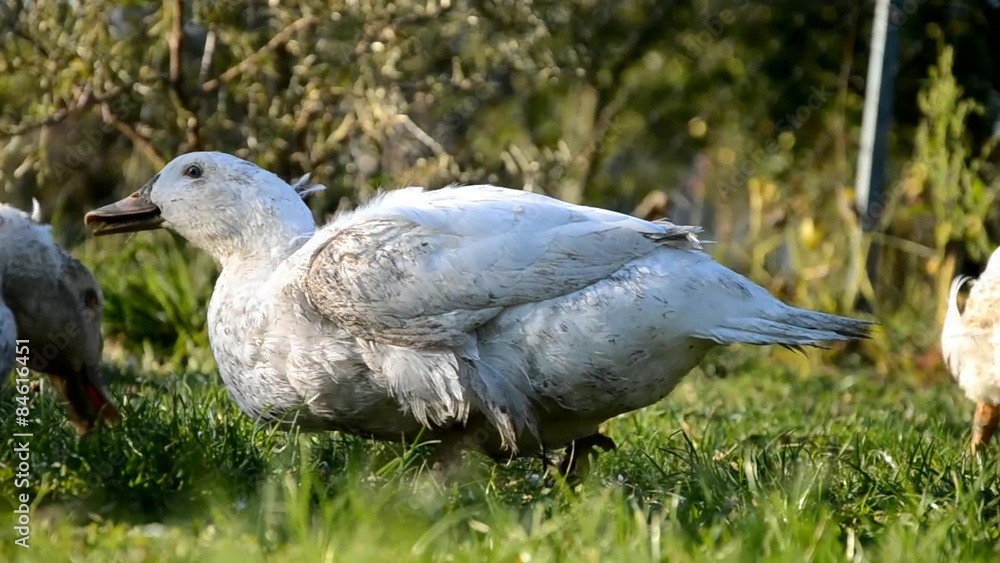 Ducks feading at a farm, Slovakia 