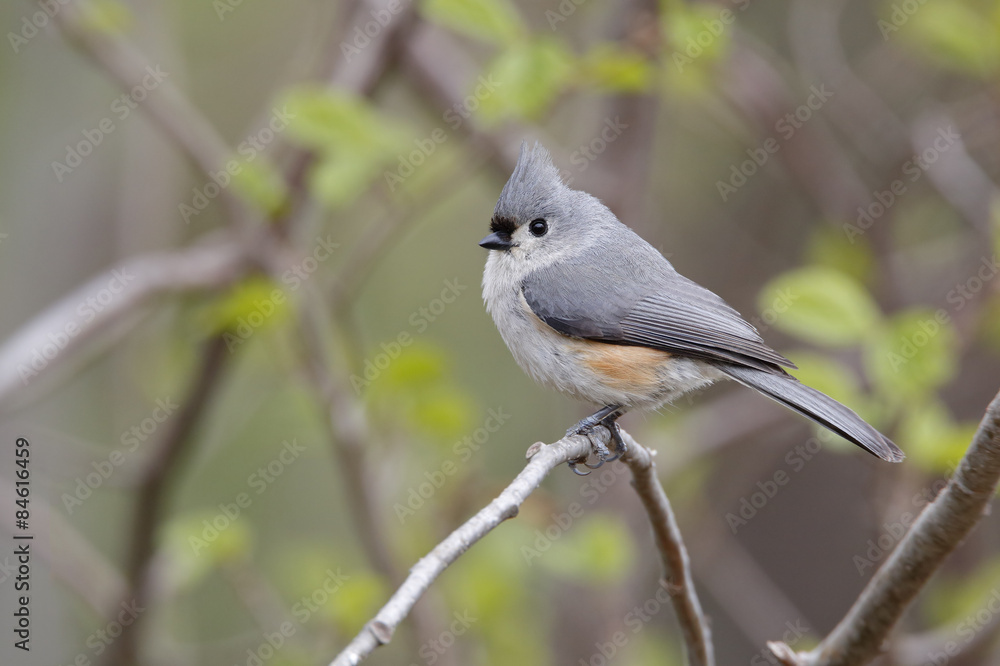 Obraz premium Tufted Titmouse (Baeolophus bicolor) perched on a branch in an oak savanna forest in spring - Grand Bend, Ontario, Canada