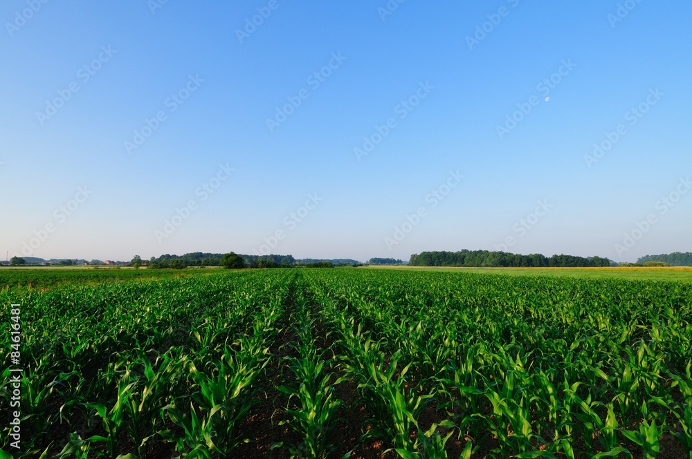 Green corn field in the morning