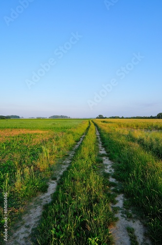 Rural road through the field