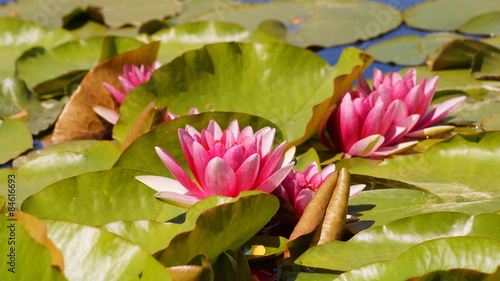 Nymphaea ,pink nymphea - Aquatic vegetation 