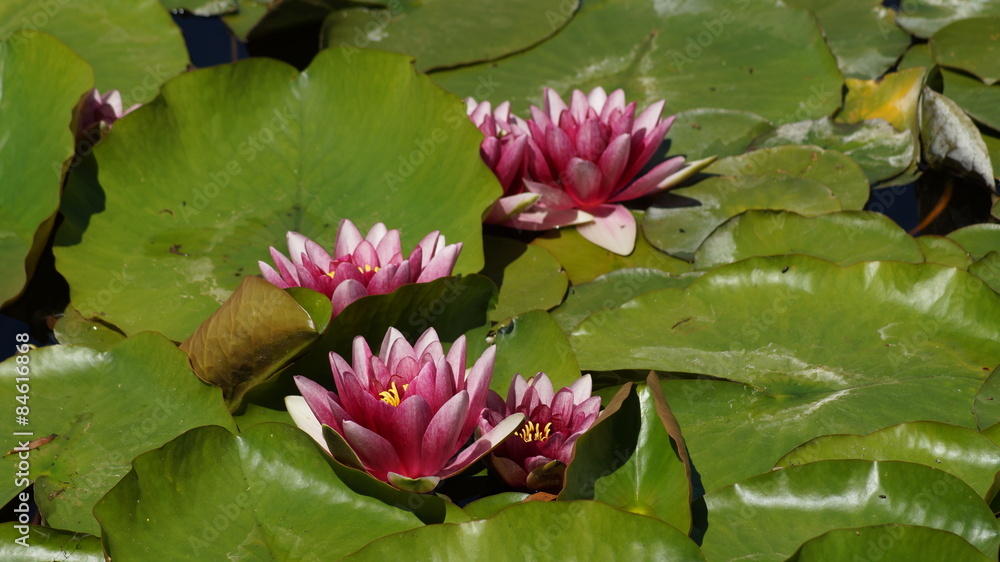 Nymphaea ,pink nymphea - Aquatic vegetation
Nymphaea ,pink nymphea - Aquatic vegetation