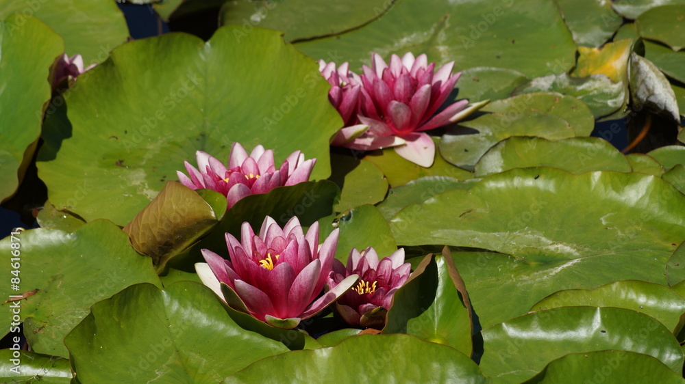 Nymphaea ,pink nymphea - Aquatic vegetation
Nymphaea ,pink nymphea - Aquatic vegetation