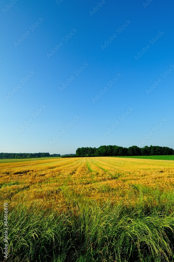 Obraz premium Barley field