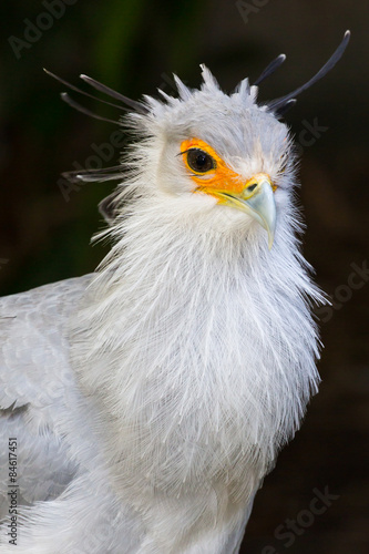 Portrait of a Secretary Bird of Prey © Duncan Noakes