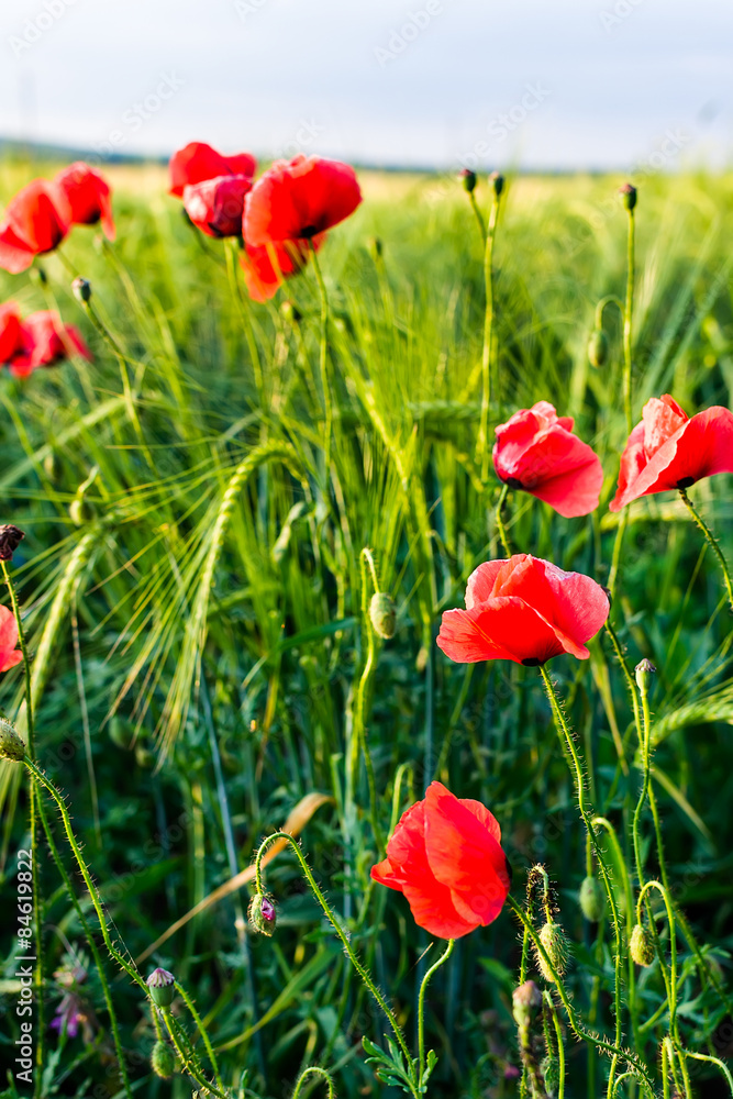 Fototapeta premium Sunlit poppies