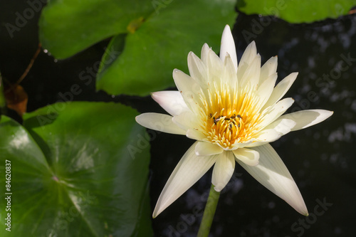 white lotus with the leaf and bee under sunlight