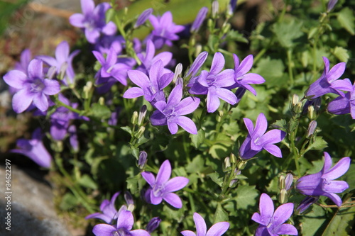 Glockenblumen im Steingarten