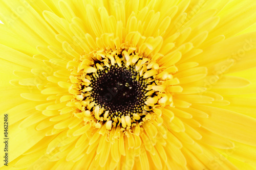 Beautiful bright gerbera  closeup