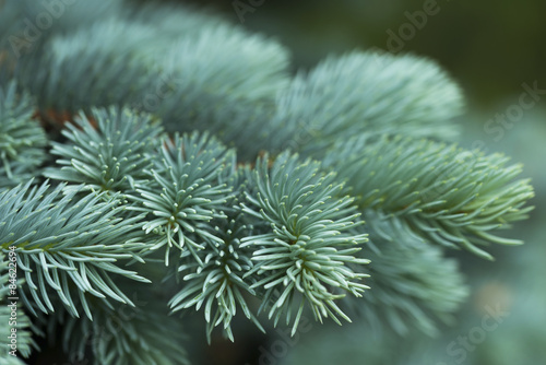 Blue spruce branches on a green background photo