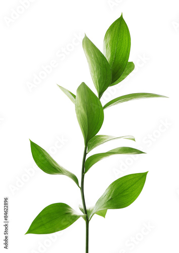 Branch with fresh green leaves, isolated on white © Africa Studio