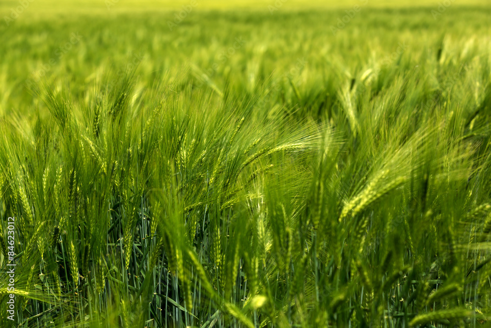 Close up of green barley field on day light Close up of green barley field on day light