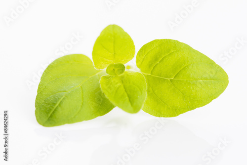 Twig of oregano on a white background