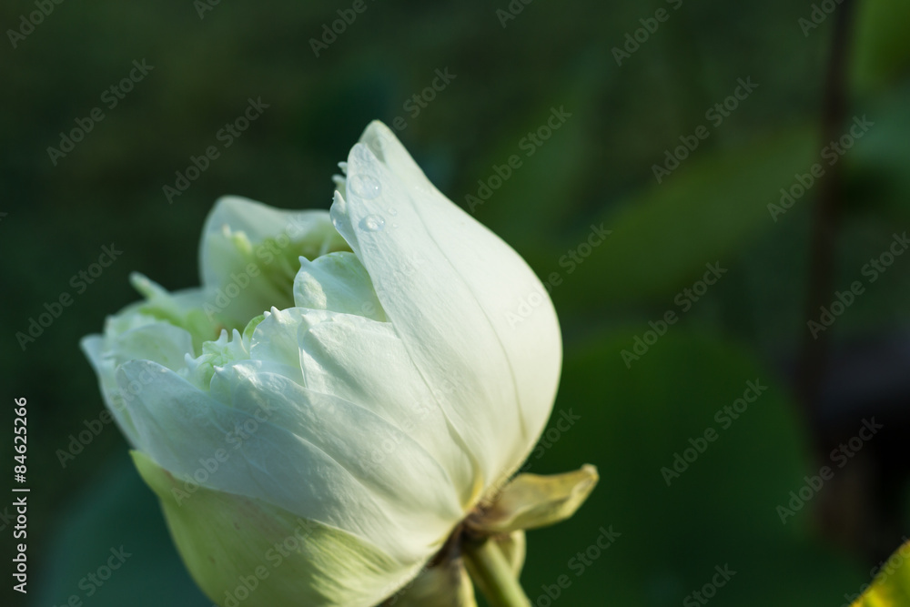 Fototapeta premium The white lotus.