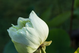 The white lotus.