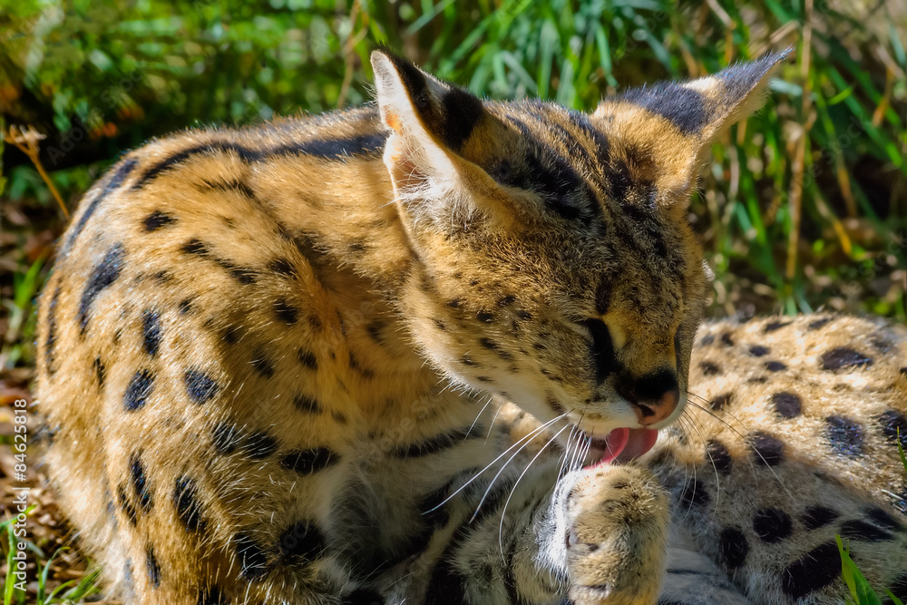 Fototapeta premium Jungle cat