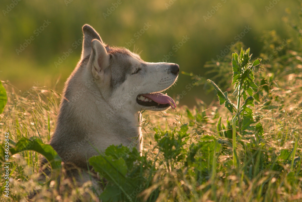 beautiful and cute fun dog in sunset nature. Siberian husky. beautiful and cute fun dog in sunset nature. Siberian husky.