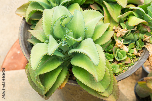 Fototapeta Naklejka Na Ścianę i Meble -  Kalanchoe pinnata or Crassulaceae or Bryophyllum daigremontiana, Mother of Thousands, Plants with leaves much inbreeding.