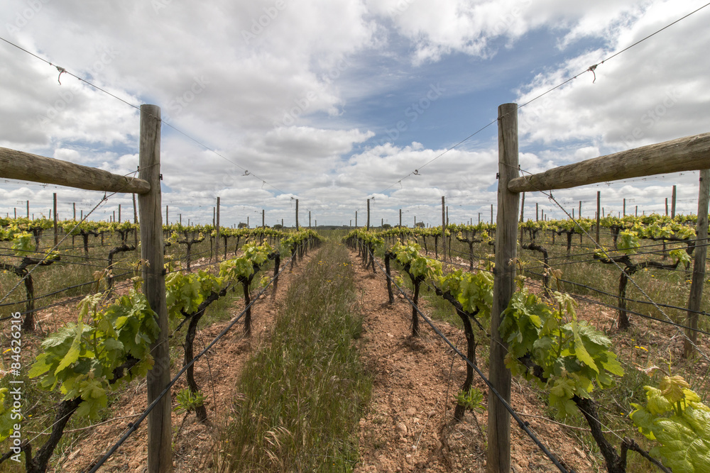 Landscape view of a vineyard located in the Alentejo region, Portugal.