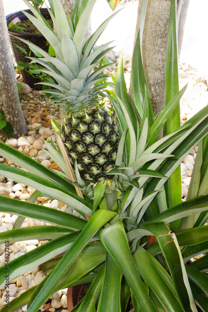 Fototapeta premium Ananas im Blumentopf