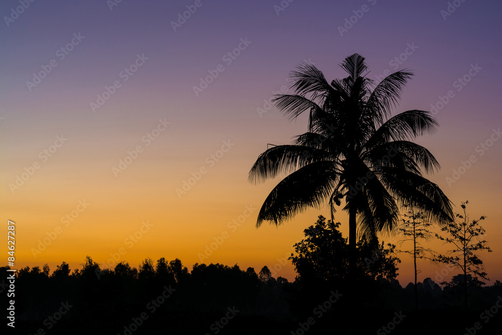 Silhouette of the coconut trees in the quiet countryside spectacular sunrise or sunset Silhouette of the coconut trees in the quiet countryside spectacular sunrise or sunset