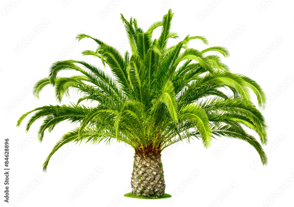 Naklejka premium Perfect palm tree isolated on white