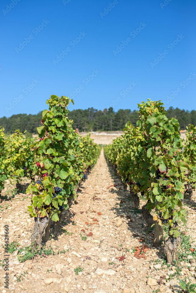 lines of vine during the harvest un Burgundy