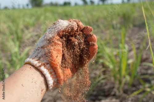 compost on hand with sugar cane background