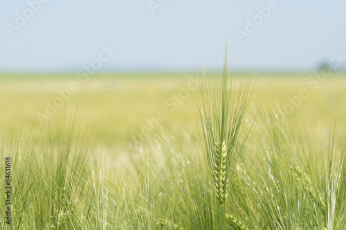 Barley Field