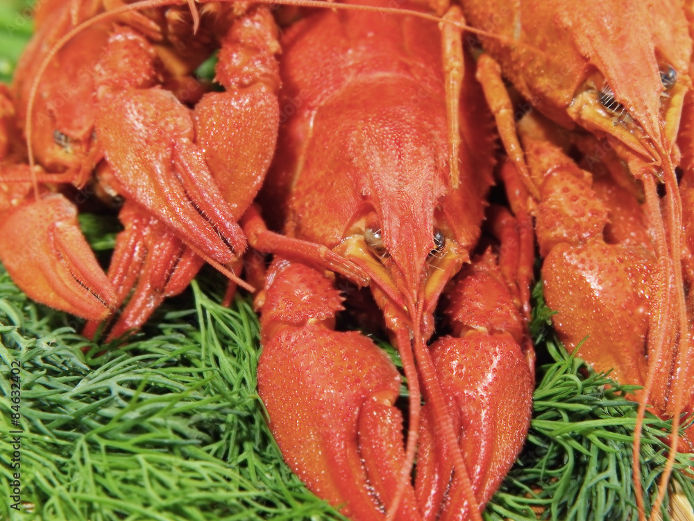 Red boiled crawfishes on a green fennel . Red boiled crawfishes on a green fennel .