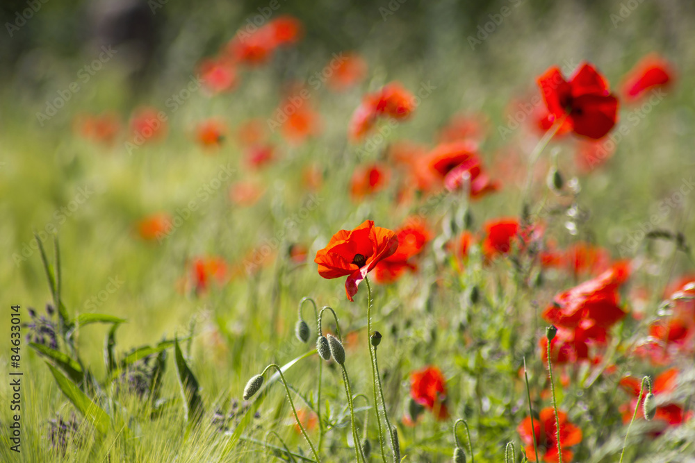 wild poppy flowers