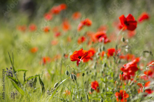 wild poppy flowers