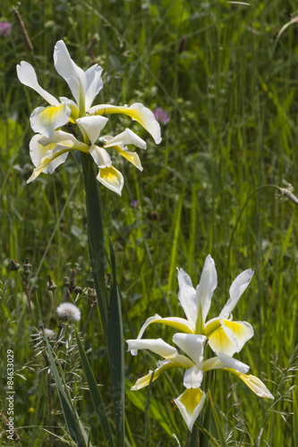 iris gladiolus in the meadow © spetenfia
