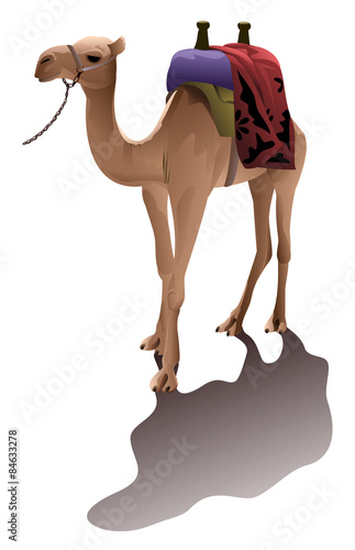 Saddled camel with shadow isolated