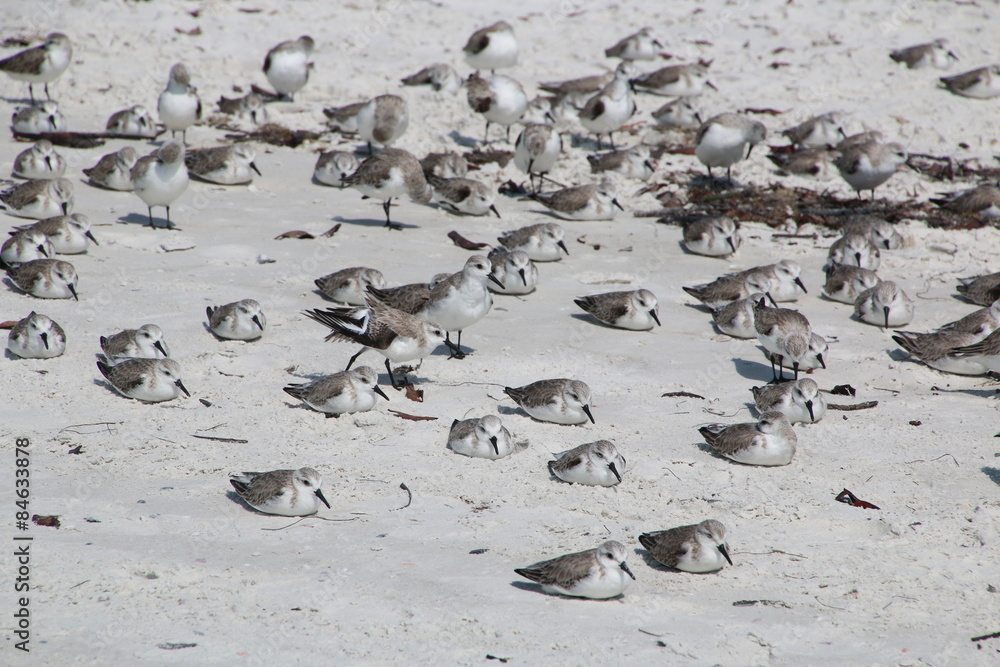 Fototapeta premium Seagull and little birds