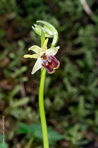 Ophrys sphegodes, Early spider orchid flower in habitat.
