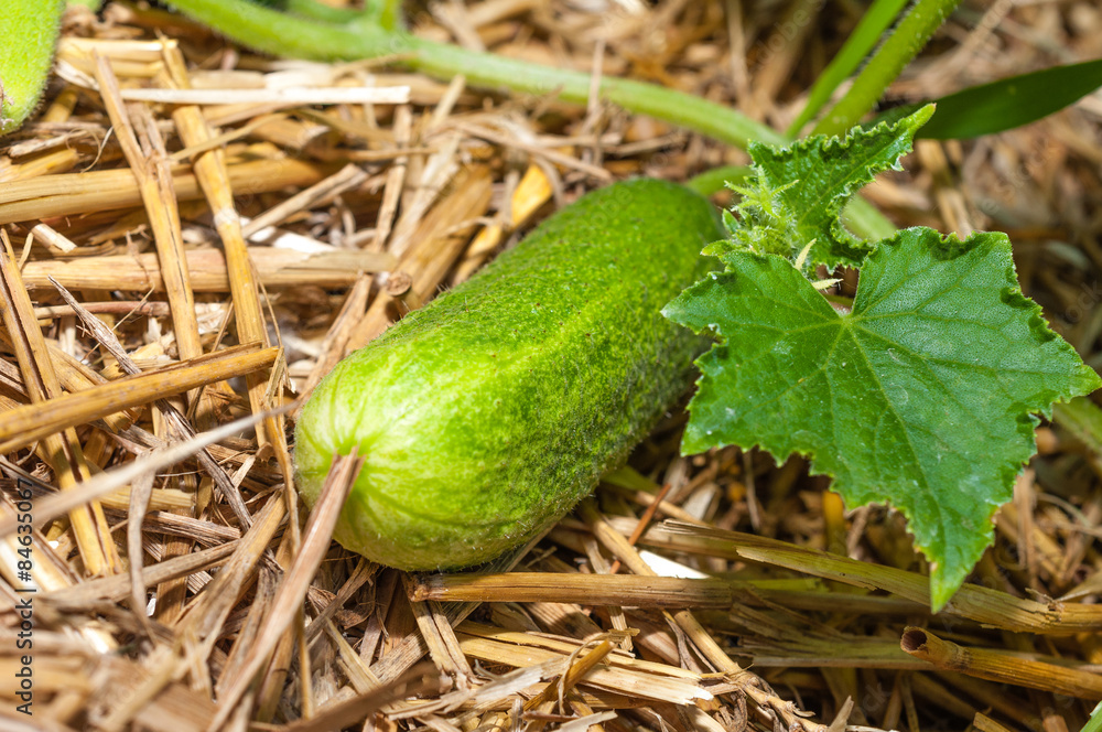 Obraz premium Biogurken im Beet 
