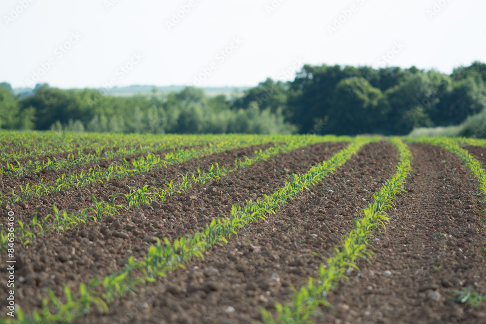 Cornfield with Forrest