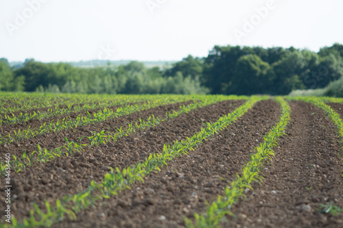 Cornfield with Forrest